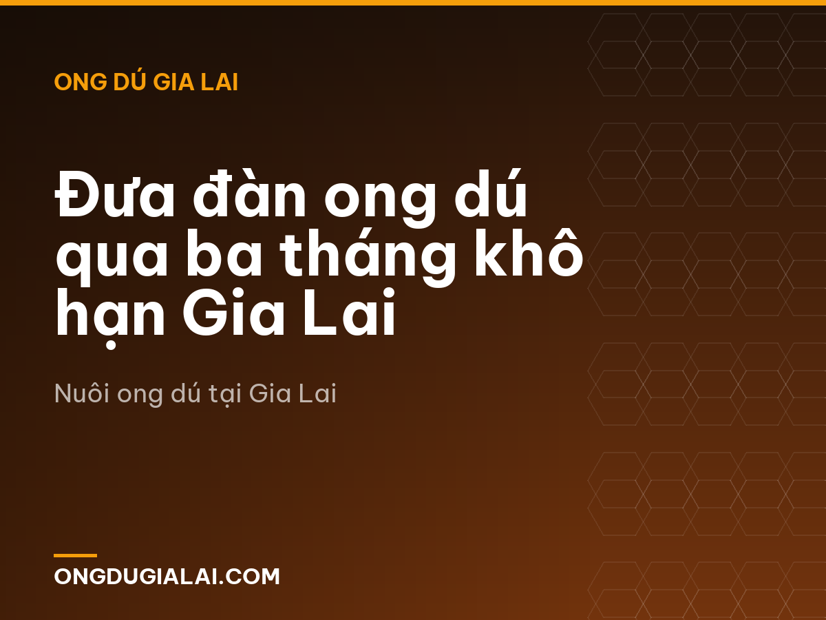 Đưa đàn ong dú qua ba tháng khô hạn Gia Lai