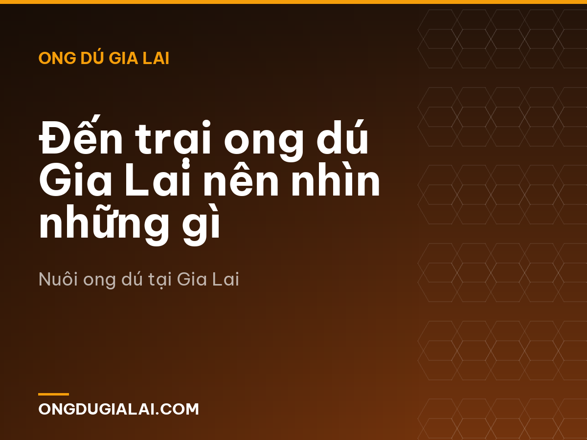 Đến trại ong dú Gia Lai nên nhìn những gì