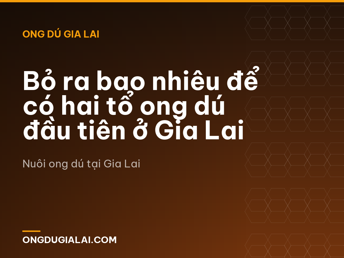 Bỏ ra bao nhiêu để có hai tổ ong dú đầu tiên ở Gia Lai