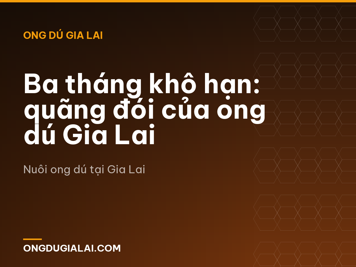 Ba tháng khô hạn: quãng đói của ong dú Gia Lai