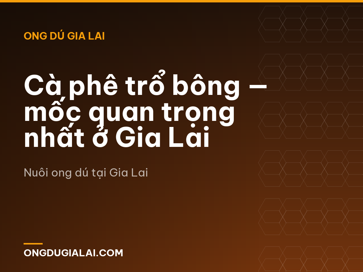 Cà phê trổ bông — mốc quan trọng nhất ở Gia Lai