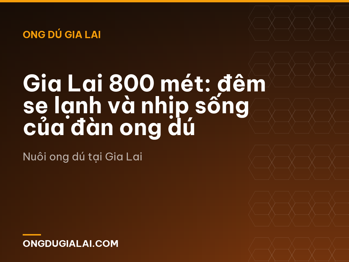 Gia Lai 800 mét: đêm se lạnh và nhịp sống của đàn ong dú
