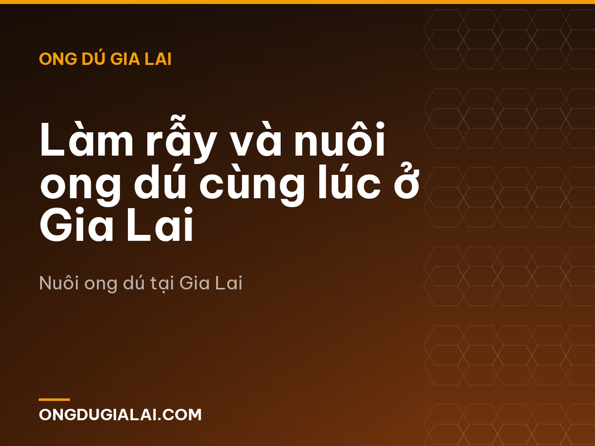 Làm rẫy và nuôi ong dú cùng lúc ở Gia Lai