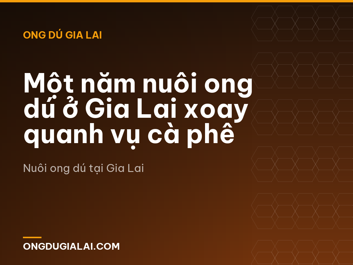 Một năm nuôi ong dú ở Gia Lai xoay quanh vụ cà phê
