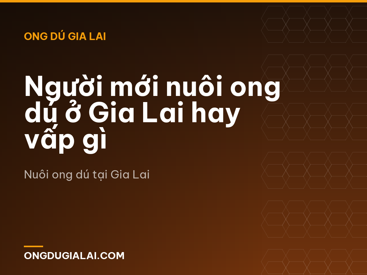 Người mới nuôi ong dú ở Gia Lai hay vấp gì