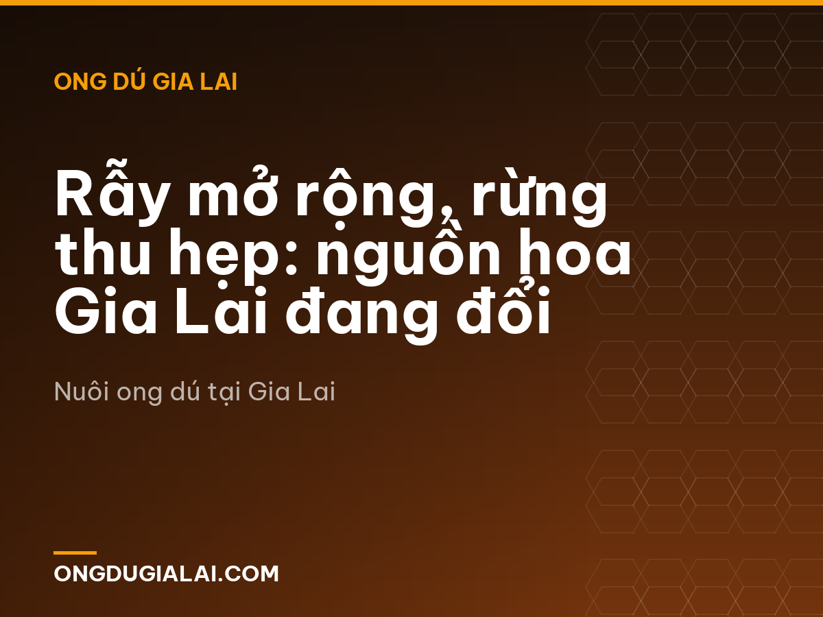 Rẫy mở rộng, rừng thu hẹp: nguồn hoa Gia Lai đang đổi