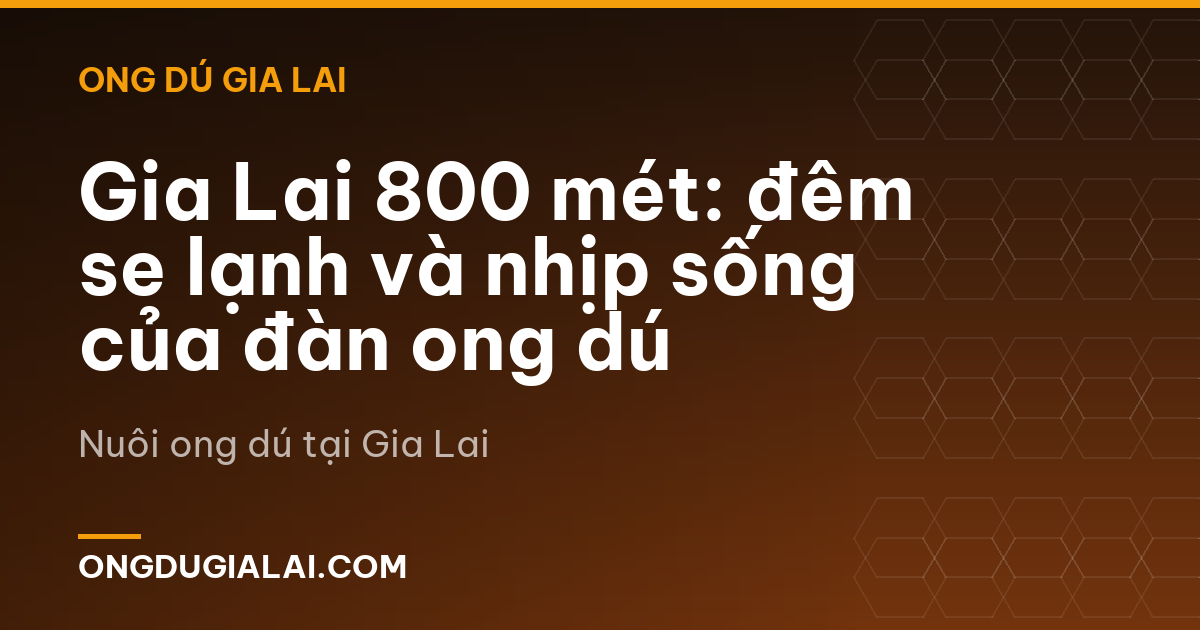 Gia Lai 800 mét: đêm se lạnh và nhịp sống của đàn ong dú